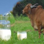 From Happy Cows to Happy Families: Ovino A2 Milk’s Journey to Your Table